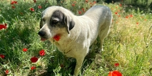 KATIA, Hund, Mischlingshund in Griechenland - Bild 2