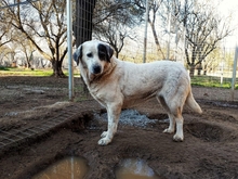 KATIA, Hund, Mischlingshund in Griechenland - Bild 3