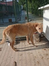 GERO, Hund, Labrador-Mix in Kroatien - Bild 10