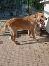 GERO, Hund, Labrador-Mix in Kroatien - Bild 11