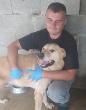 GERO, Hund, Labrador-Mix in Kroatien - Bild 4