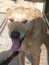 GERO, Hund, Labrador-Mix in Kroatien - Bild 7