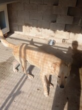 GERO, Hund, Labrador-Mix in Kroatien - Bild 9
