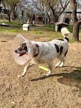 TIM, Hund, Herdenschutzhund-Mix in Griechenland - Bild 5