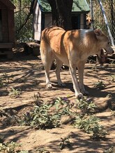 SALTY, Hund, Mischlingshund in Griechenland - Bild 4