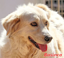 BASINCA, Hund, Mischlingshund in Italien - Bild 1