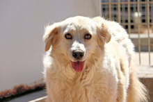 BASINCA, Hund, Mischlingshund in Italien - Bild 2