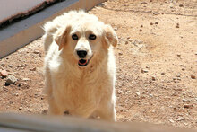 BASINCA, Hund, Mischlingshund in Italien - Bild 3