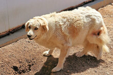 BASINCA, Hund, Mischlingshund in Italien - Bild 4