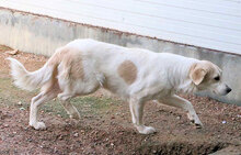 BASINCA, Hund, Mischlingshund in Italien - Bild 6