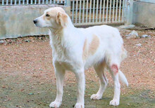 BASINCA, Hund, Mischlingshund in Italien - Bild 8