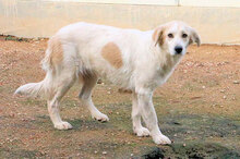 BASINCA, Hund, Mischlingshund in Italien - Bild 9