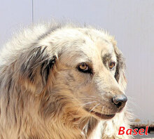 BASEL, Hund, Mischlingshund in Italien - Bild 1