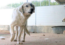BASEL, Hund, Mischlingshund in Italien - Bild 10