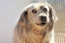 BASEL, Hund, Mischlingshund in Italien - Bild 2
