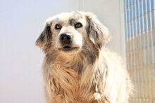 BASEL, Hund, Mischlingshund in Italien - Bild 3