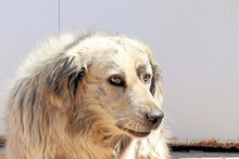 BASEL, Hund, Mischlingshund in Italien - Bild 4