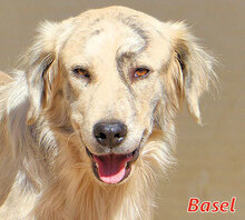 BASEL, Hund, Mischlingshund in Italien - Bild 5