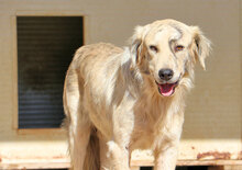 BASEL, Hund, Mischlingshund in Italien - Bild 6