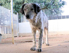 BASILIO, Hund, Mischlingshund in Italien - Bild 10