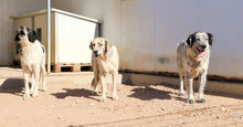 BASILIO, Hund, Mischlingshund in Italien - Bild 14