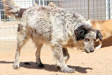 BASILIO, Hund, Mischlingshund in Italien - Bild 2