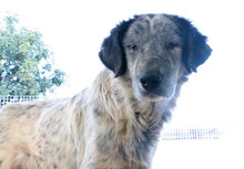 BASILIO, Hund, Mischlingshund in Italien - Bild 7