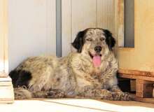 BASILIO, Hund, Mischlingshund in Italien - Bild 8