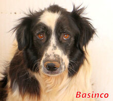 BASINCO, Hund, Mischlingshund in Italien - Bild 1
