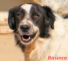 BASINCO, Hund, Mischlingshund in Italien - Bild 2
