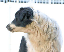 BASINCO, Hund, Mischlingshund in Italien - Bild 3