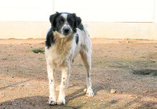 BASINCO, Hund, Mischlingshund in Italien - Bild 4
