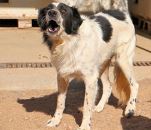 BASINCO, Hund, Mischlingshund in Italien - Bild 6