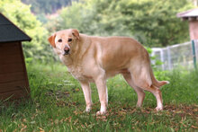 TESSA, Hund, Mischlingshund in Bad Karlshafen - Bild 2