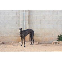 NITRO, Hund, Galgo Español-Mix in Spanien - Bild 3