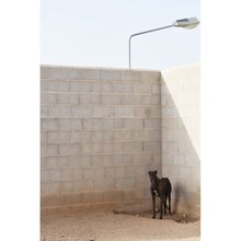 NITRO, Hund, Galgo Español-Mix in Spanien - Bild 4