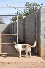 KODA, Hund, Mischlingshund in Spanien - Bild 10
