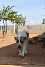 KODA, Hund, Mischlingshund in Spanien - Bild 11
