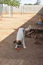 KODA, Hund, Mischlingshund in Spanien - Bild 12