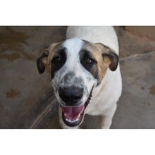 KODA, Hund, Mischlingshund in Spanien - Bild 7