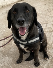DAFFY, Hund, Mischlingshund in Griechenland - Bild 6