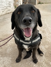 DAFFY, Hund, Mischlingshund in Griechenland - Bild 9