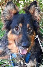 RUSI, Hund, Mischlingshund in Bulgarien - Bild 1
