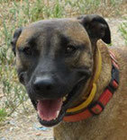 BENNO, Hund, Mischlingshund in Spanien - Bild 1