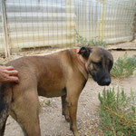 BENNO, Hund, Mischlingshund in Spanien - Bild 5