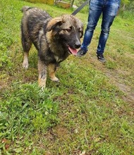 CARRIE, Hund, Mischlingshund in Bulgarien - Bild 2