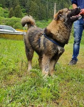 CARRIE, Hund, Mischlingshund in Bulgarien - Bild 3