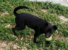 RAYO, Hund, Mischlingshund in Spanien - Bild 2