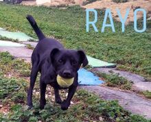 RAYO, Hund, Mischlingshund in Spanien - Bild 3