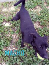 RAYO, Hund, Mischlingshund in Spanien - Bild 4